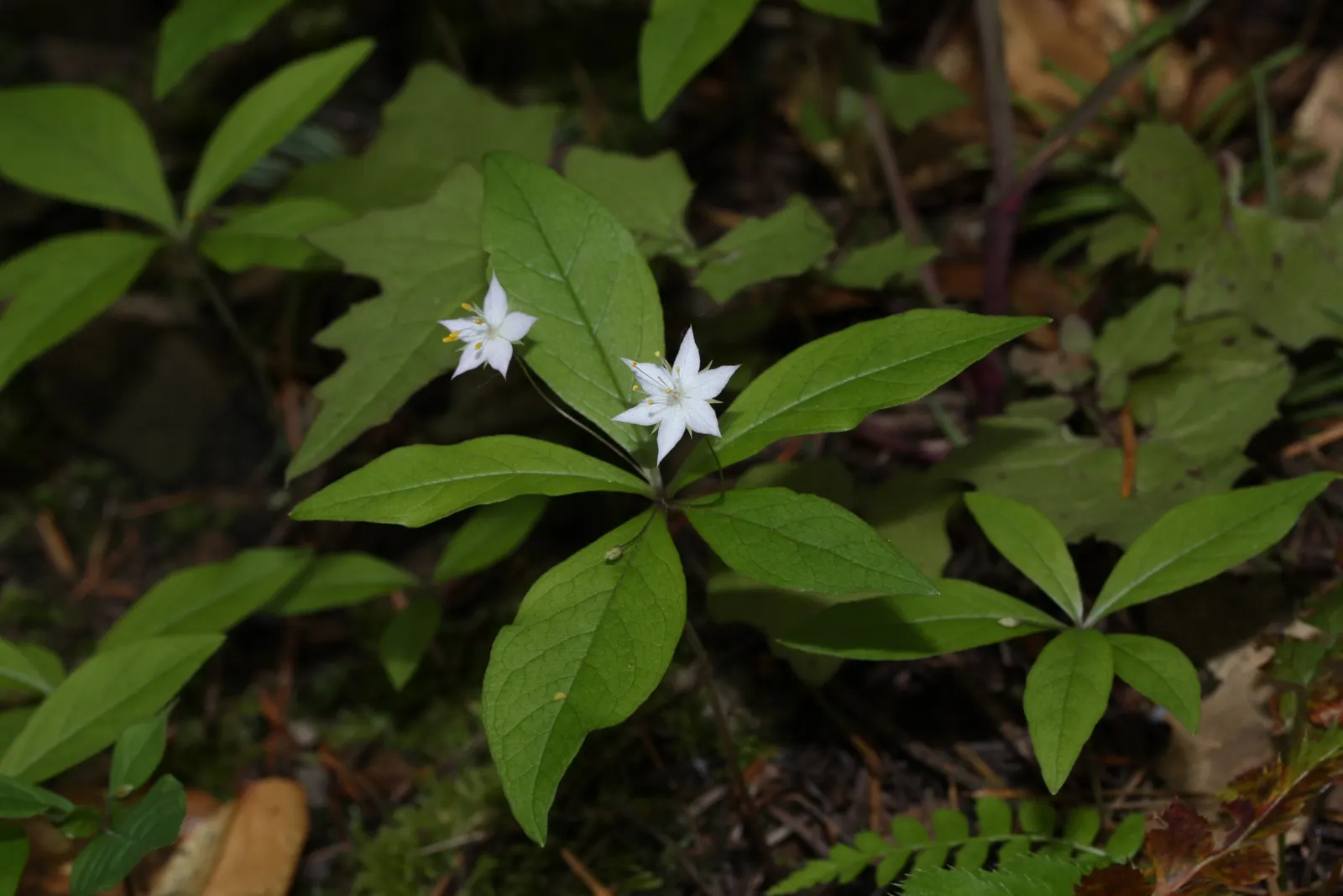 Pacific Starflower (Trientalis Latifolia) — Thriving in USDA zones 7-9, it prefers dappled shade and well-drained, acidic soils; from late spring into early