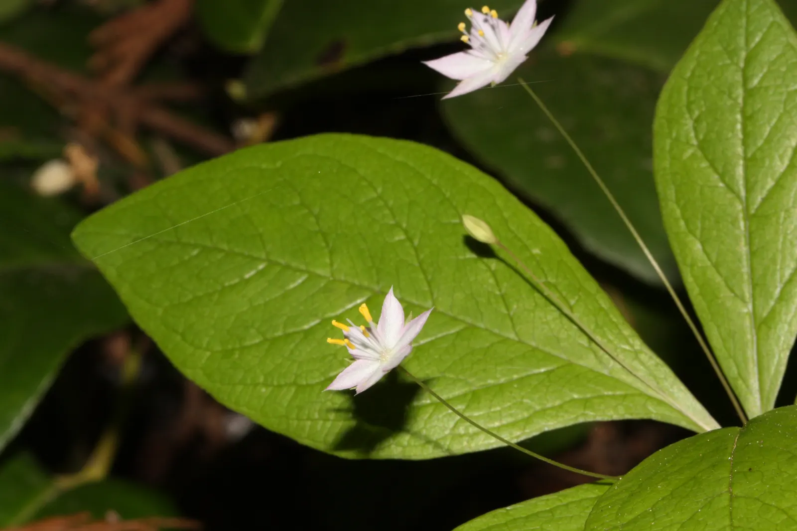 Pacific Starflower (Trientalis Latifolia) — each composed of 5 to 9 delicate petals that extend about 0.5 to 1 inch in diameter