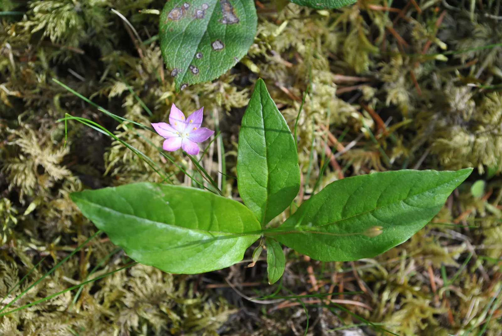 Pacific Starflower (Trientalis Latifolia) — Its compact growth habit makes it an excellent choice for underplanting in shade gardens