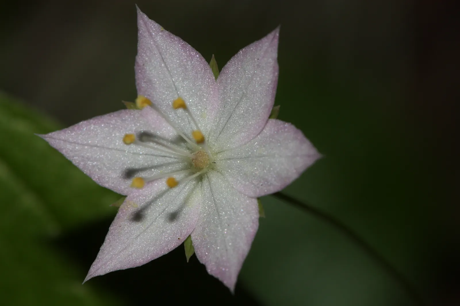 Pacific Starflower (Trientalis Latifolia) — though occasionally in pairs