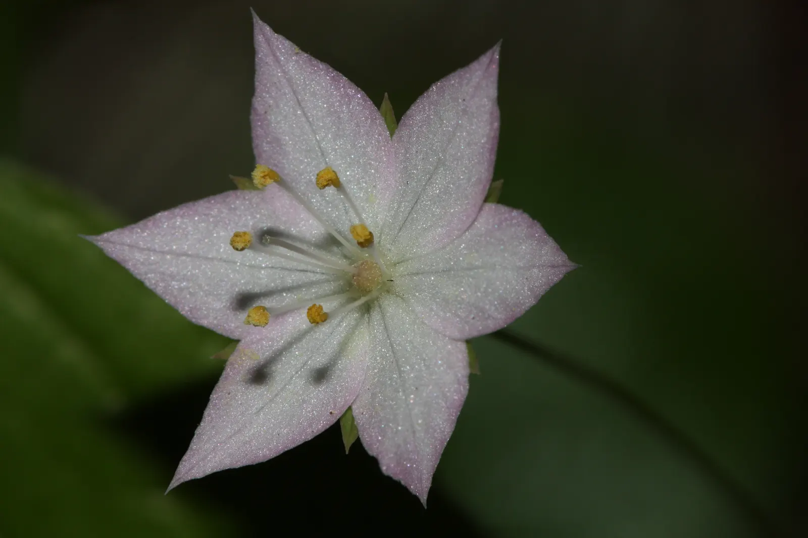 Pacific Starflower (Trientalis Latifolia) — pink flowers in the garden