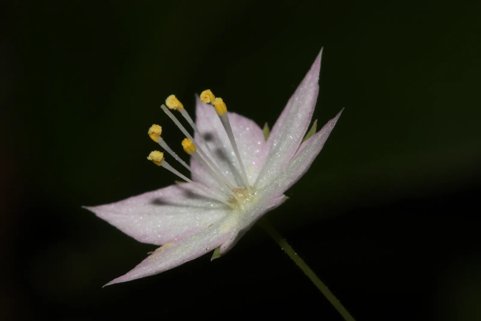 Pacific Starflower (Trientalis Latifolia) — enticing clients with its understated beauty and native charm