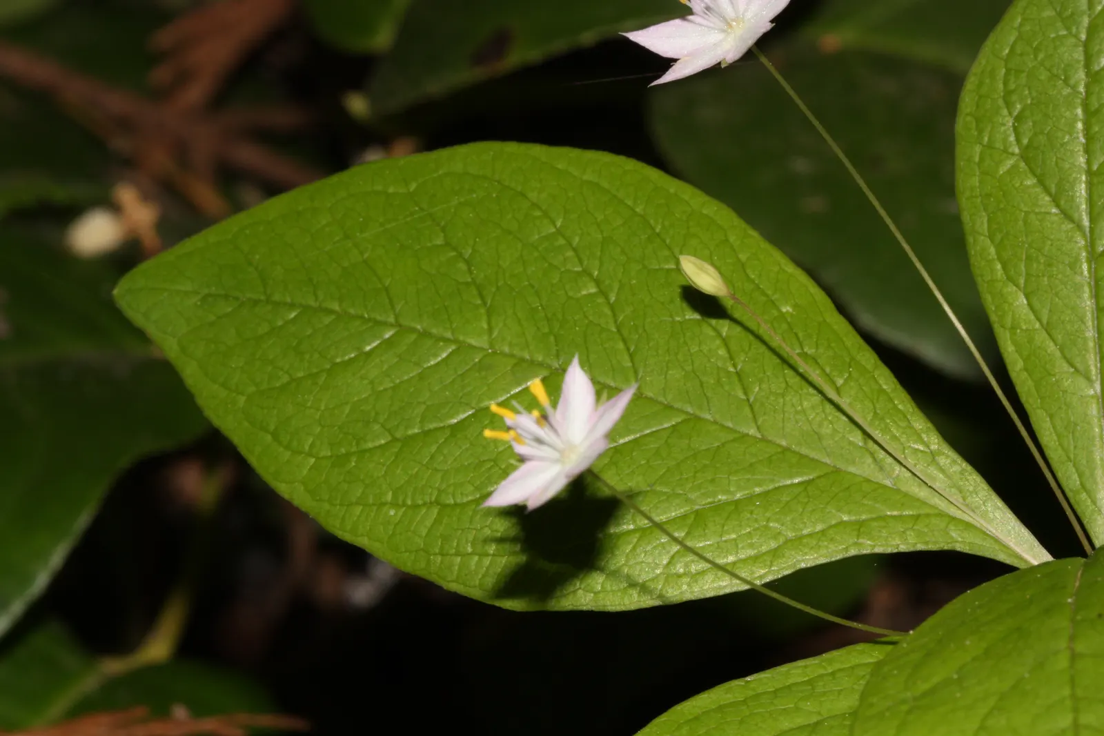 Pacific Starflower (Trientalis Latifolia) — atop the foliage.<br><br>For landscape design