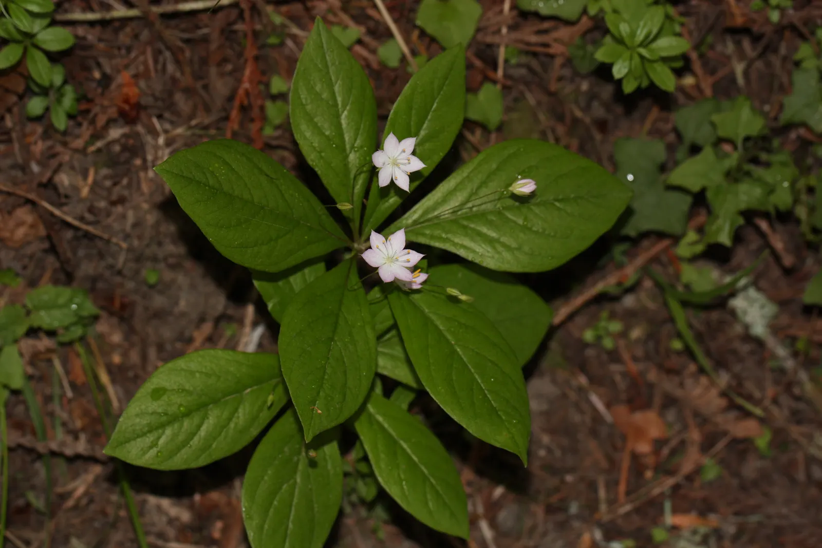 Pacific Starflower (Trientalis Latifolia) — The foliage grows in whorls at the stem tips, creating a delightful backdrop for the blooms