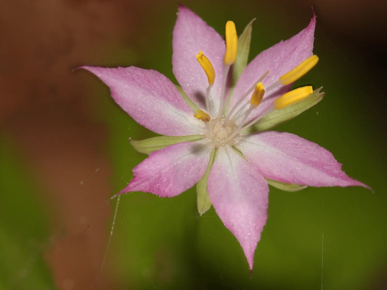 Pacific Starflower (Trientalis Latifolia) — This plant is a graceful addition that will provide a subtle yet striking visual interest