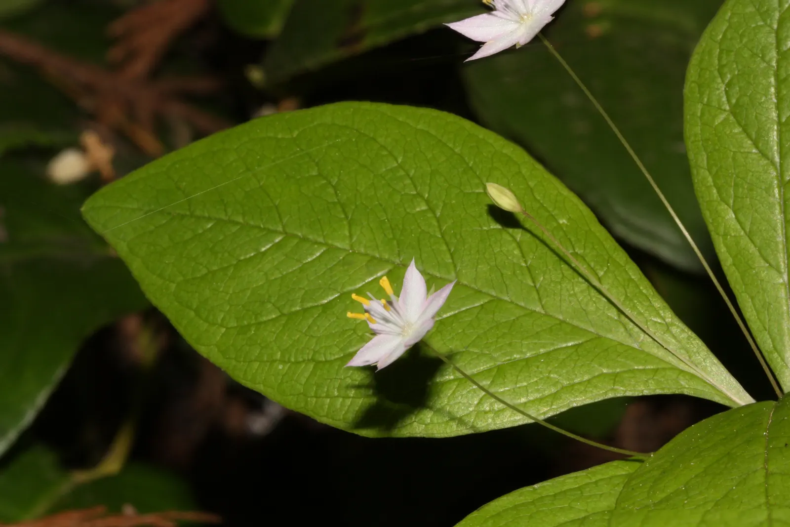 Pacific Starflower (Trientalis Latifolia) — scientifically named Trientalis latifolia