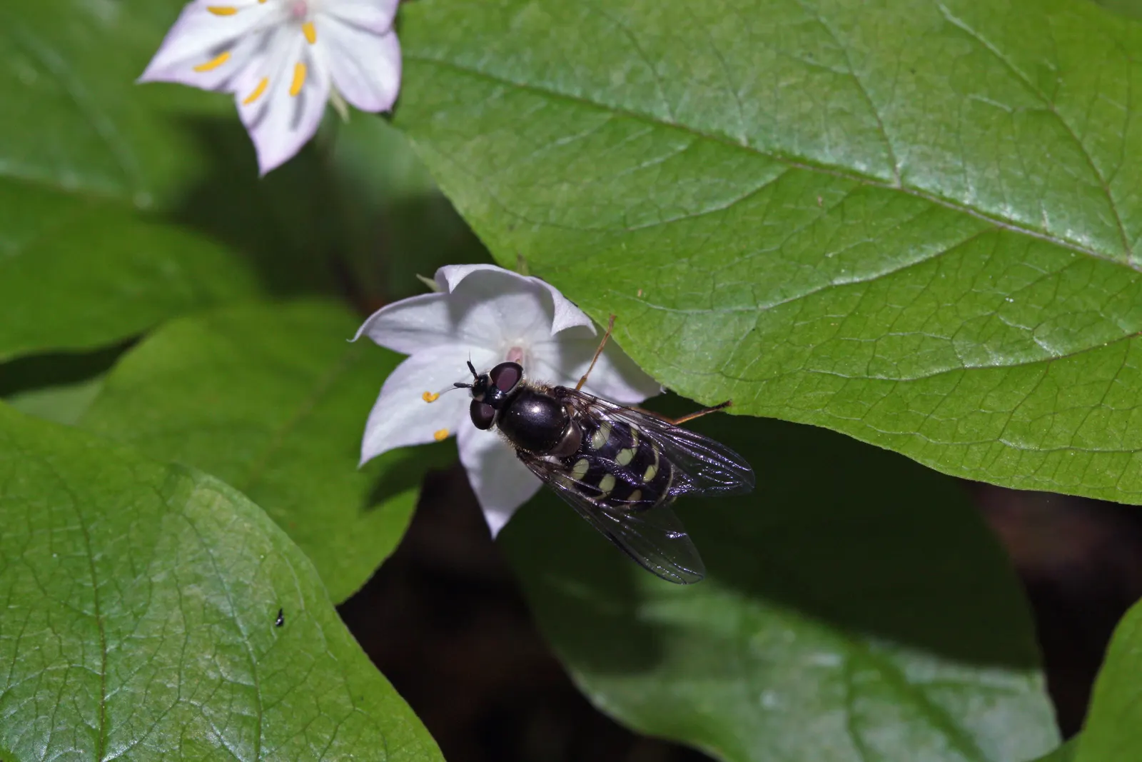 Pacific Starflower (Trientalis Latifolia) — Flourishing in USDA Hardiness Zones 4-9