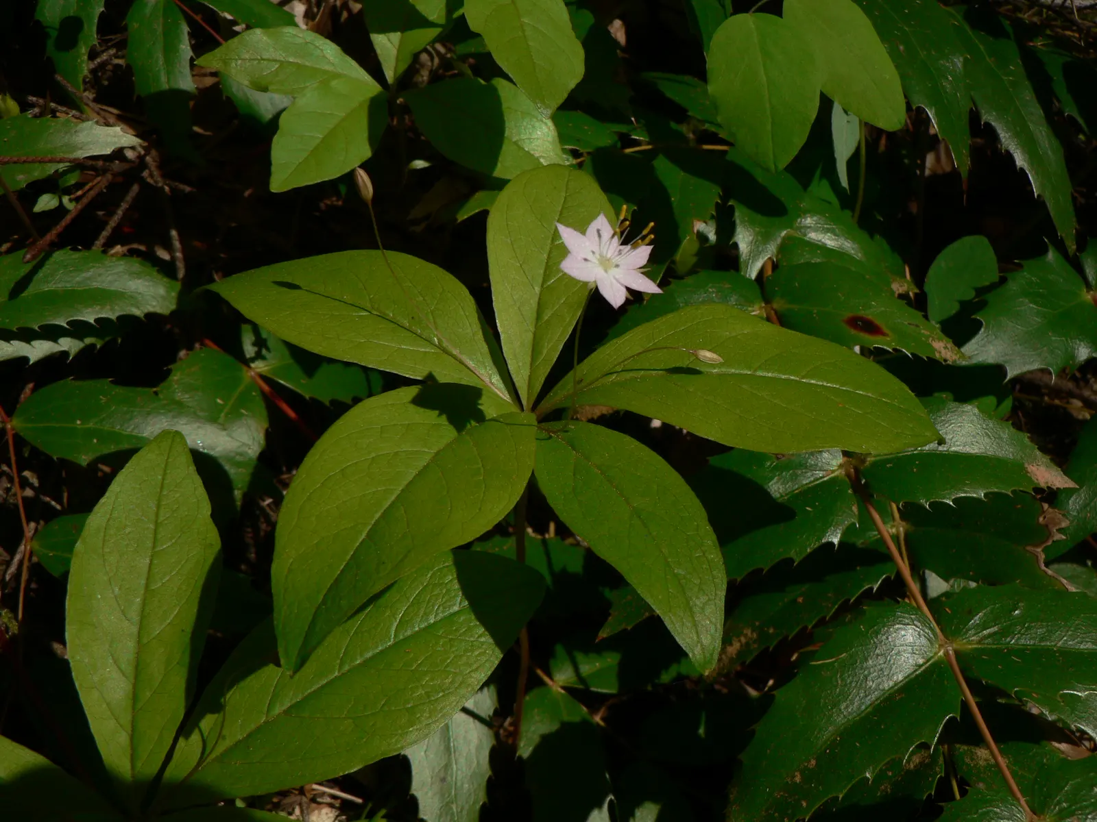 Pacific Starflower (Trientalis Latifolia) — From late spring into early summer