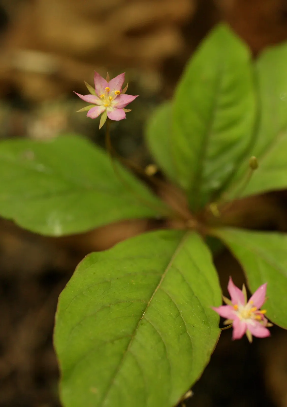 Pacific Starflower (Trientalis Latifolia) — Its compact spread of 6-8 inches makes it ideal for understory groundcover, image 32