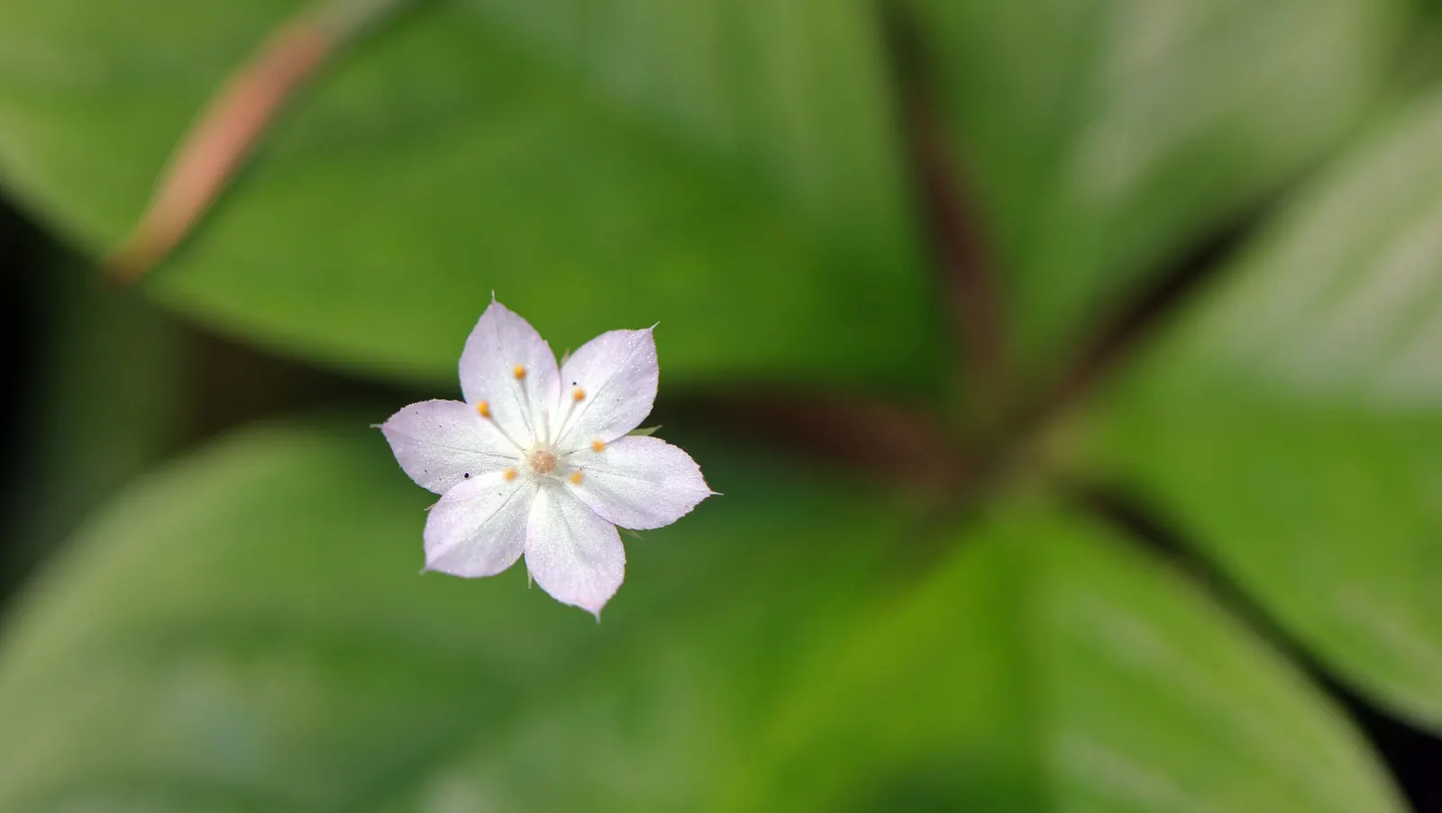 Pacific Starflower (Trientalis Latifolia) — This petite plant reaches a modest height of 4-12 inches