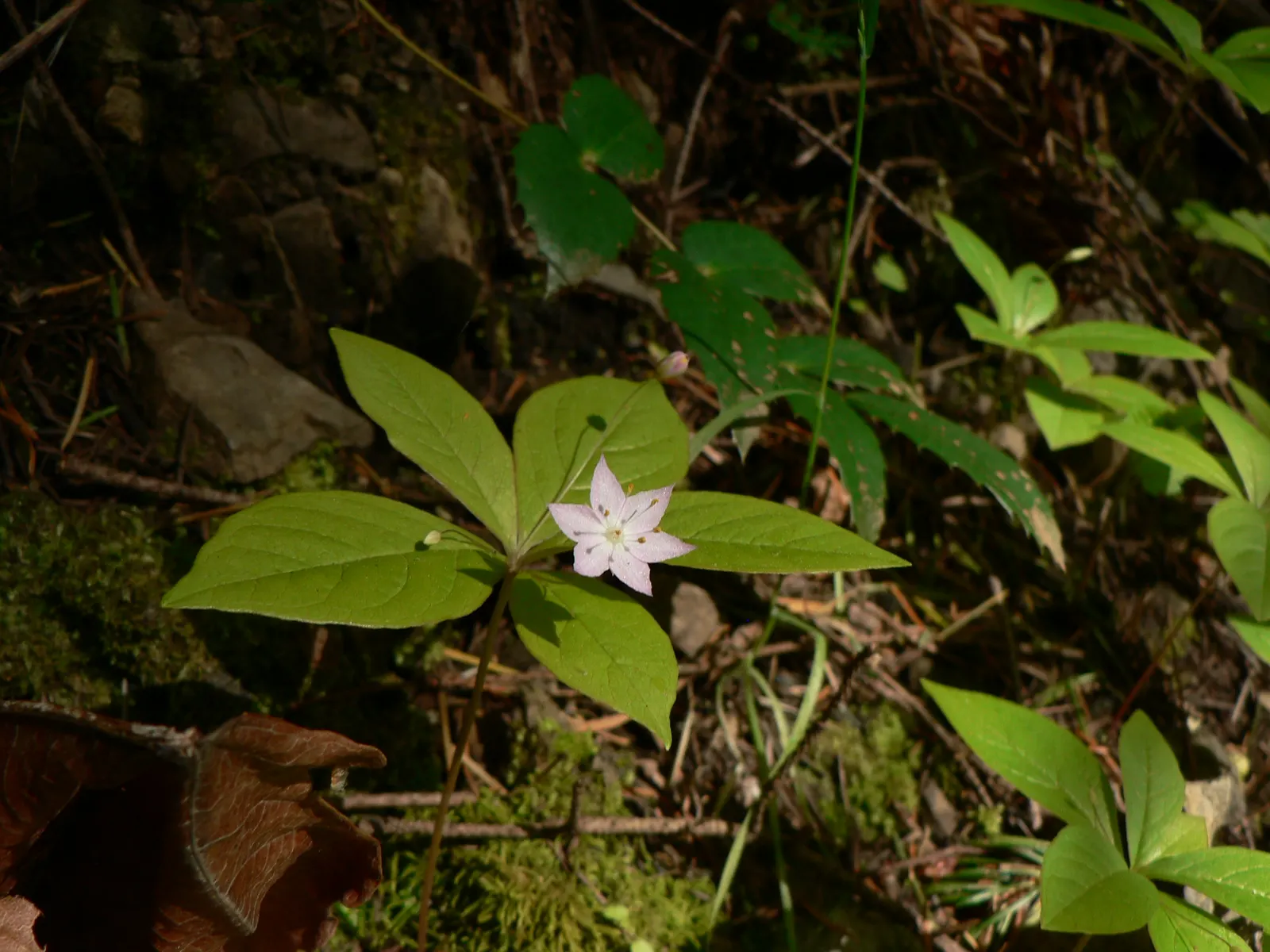 Pacific Starflower (Trientalis Latifolia) — Trientalis latifolia, known as Pacific Starflower, is a charming perennial native to western North America