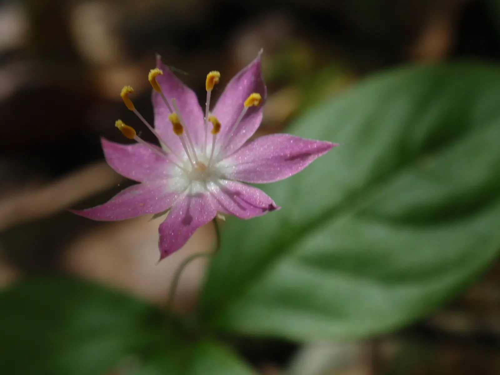 Pacific Starflower (Trientalis Latifolia) — star-shaped white flowers