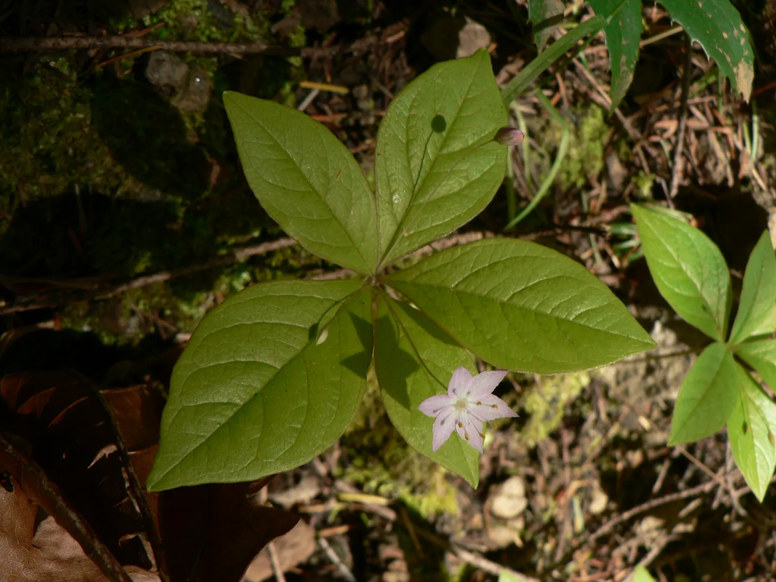 Pacific Starflower (Trientalis Latifolia) — It thrives in rich, well-drained soil and requires minimal maintenance once established