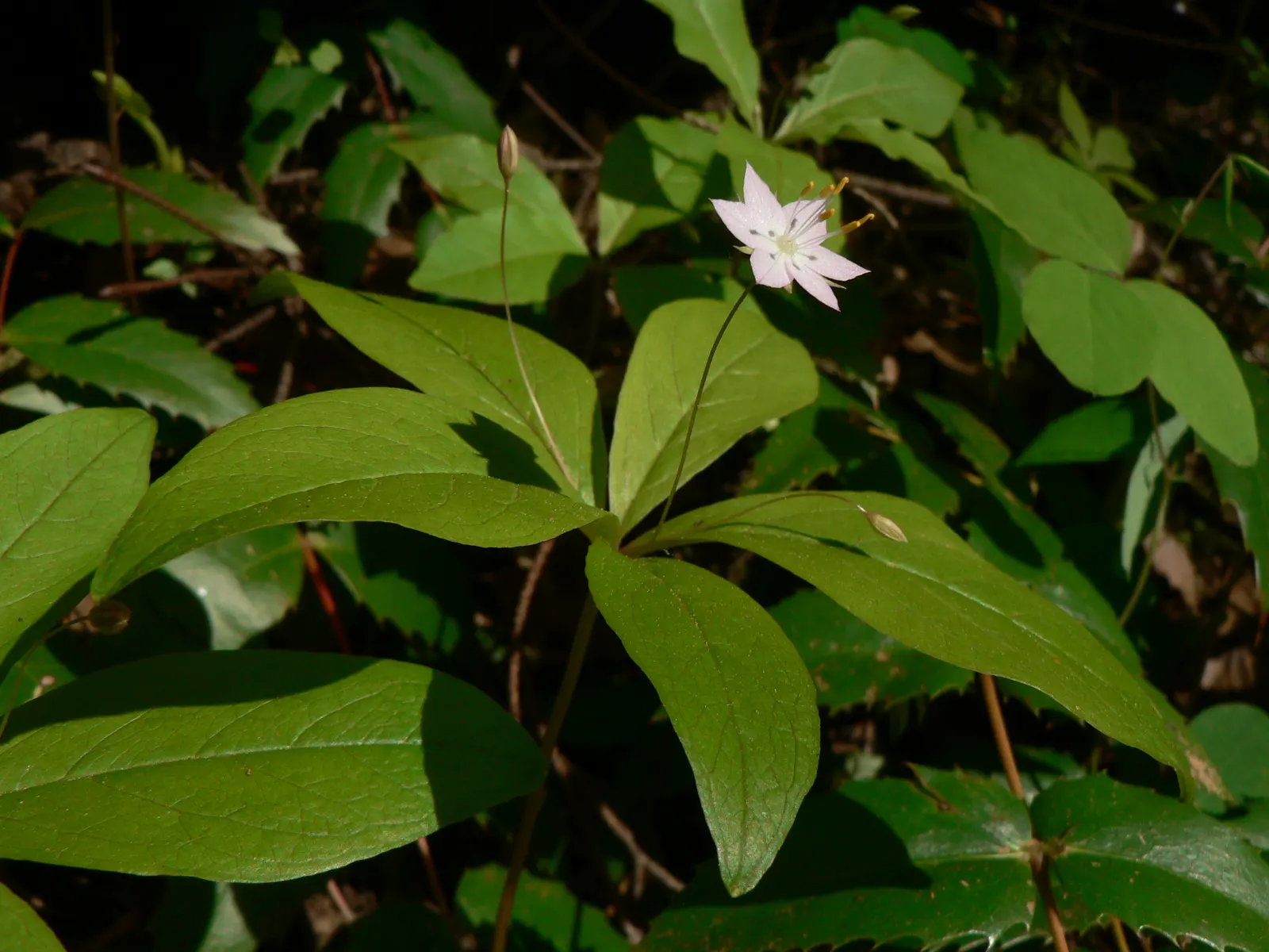 Pacific Starflower (Trientalis Latifolia) — the Pacific Starflower is ideal for shaded or partly shaded areas