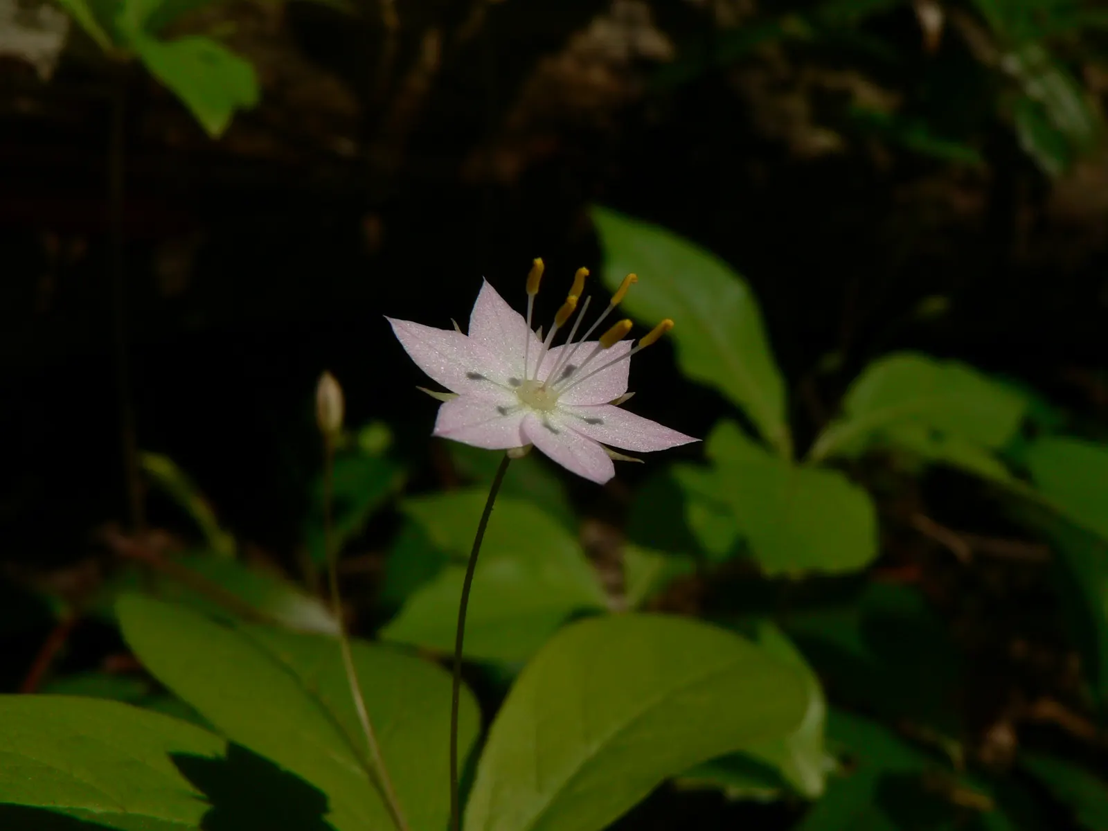 Pacific Starflower (Trientalis Latifolia) — These flowers boast an ethereal quality and are typically presented in singles
