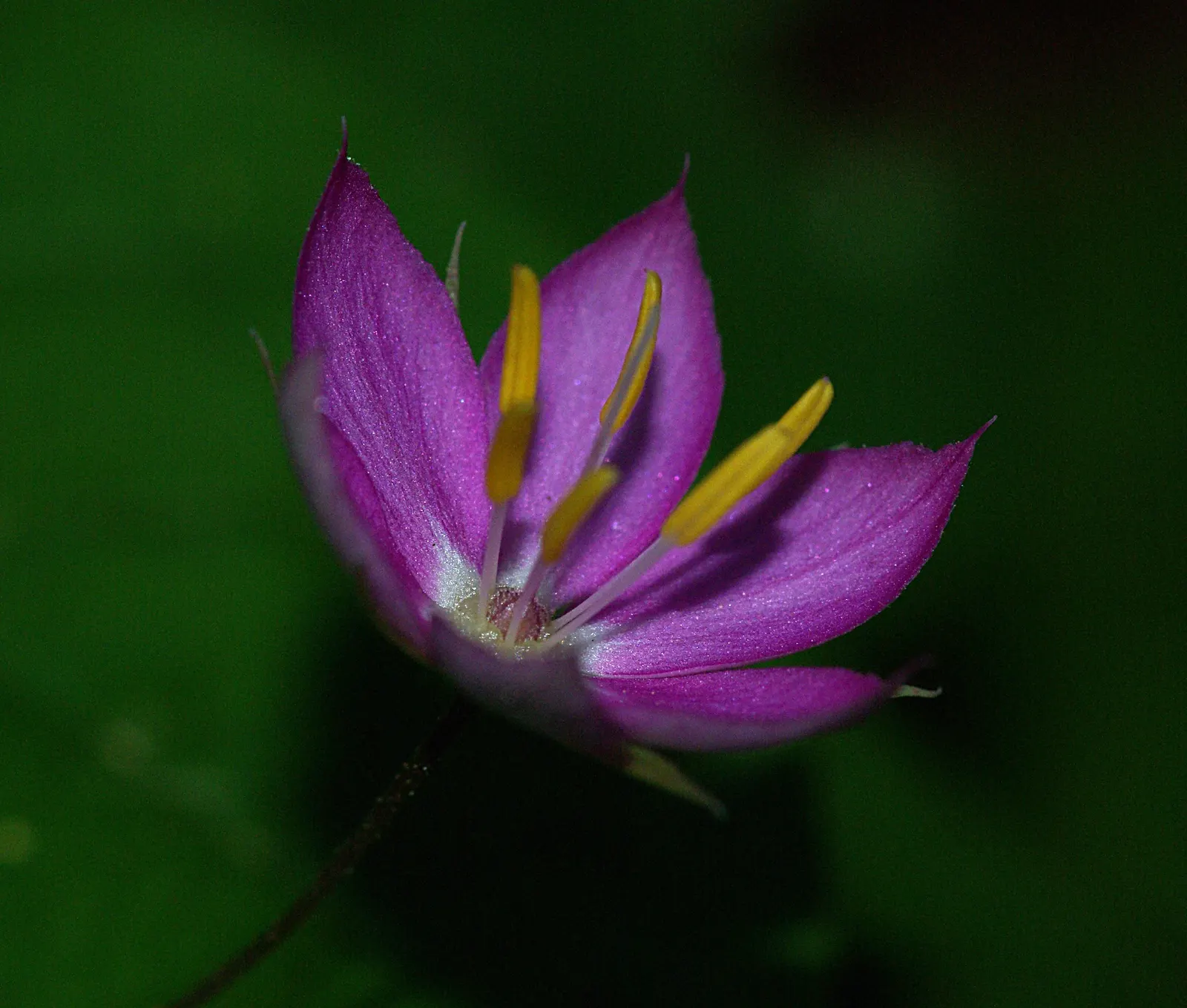 Pacific Starflower (Trientalis Latifolia) — the Pacific Starflower prefers the cool