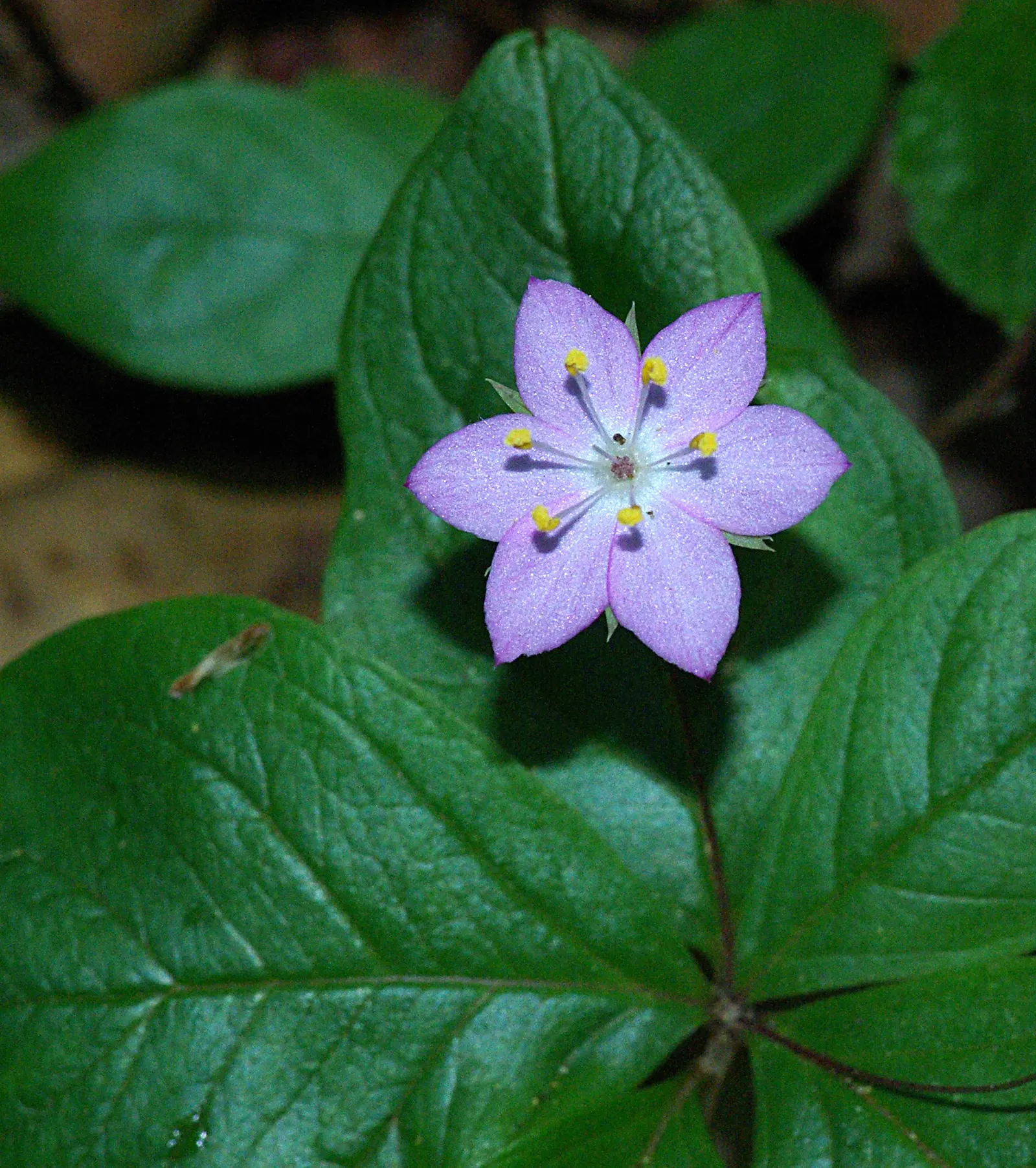 Pacific Starflower (Trientalis Latifolia) — adding ethereal beauty to woodland-themed landscapes