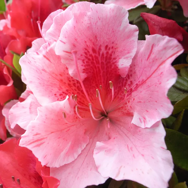Glacier Azalea (Azalea 'Glacier') — Its striking blossoms contrast beautifully against the dark green