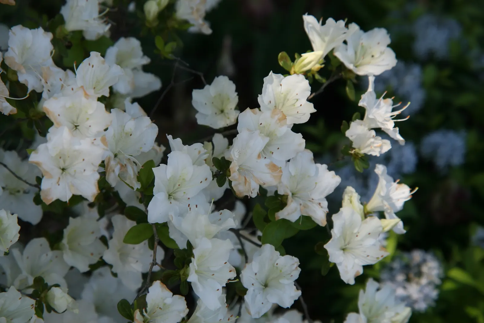 Glacier Azalea (Azalea 'Glacier') — Prefers partial shade and well-drained acidic soil