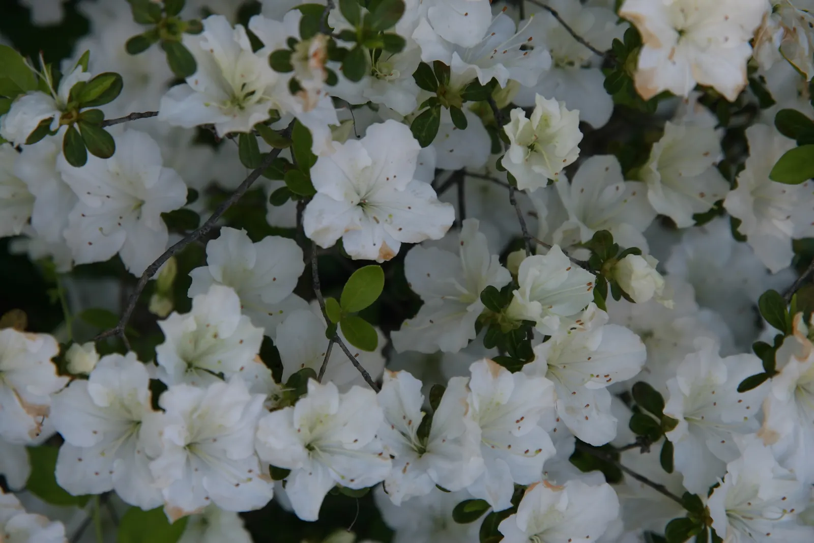 Glacier Azalea (Azalea 'Glacier') — Ideal for creating vibrant borders or as a statement specimen