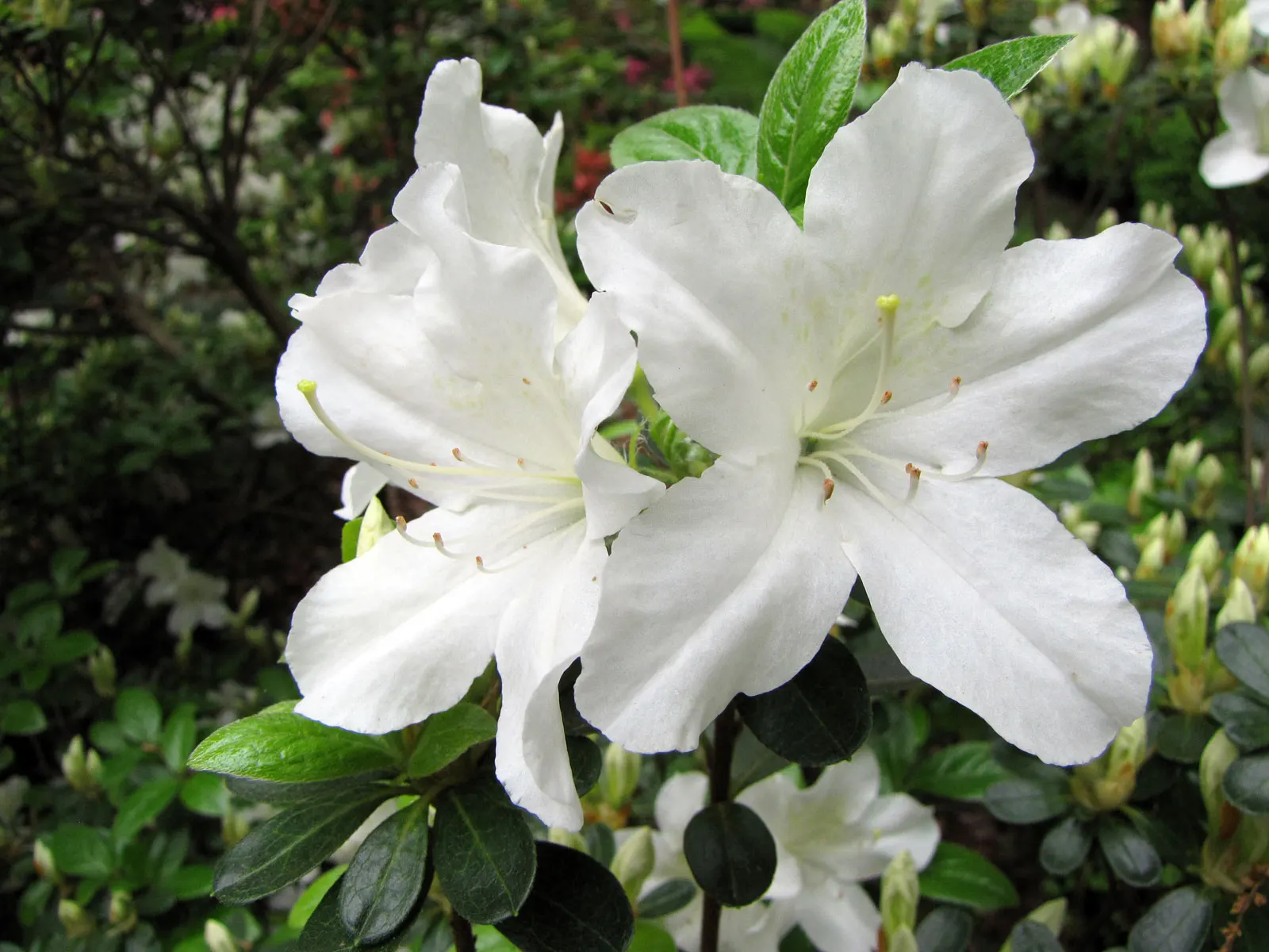 Glacier Azalea (Azalea 'Glacier') — It features large, showy white blooms with a hint of lavender in the spring