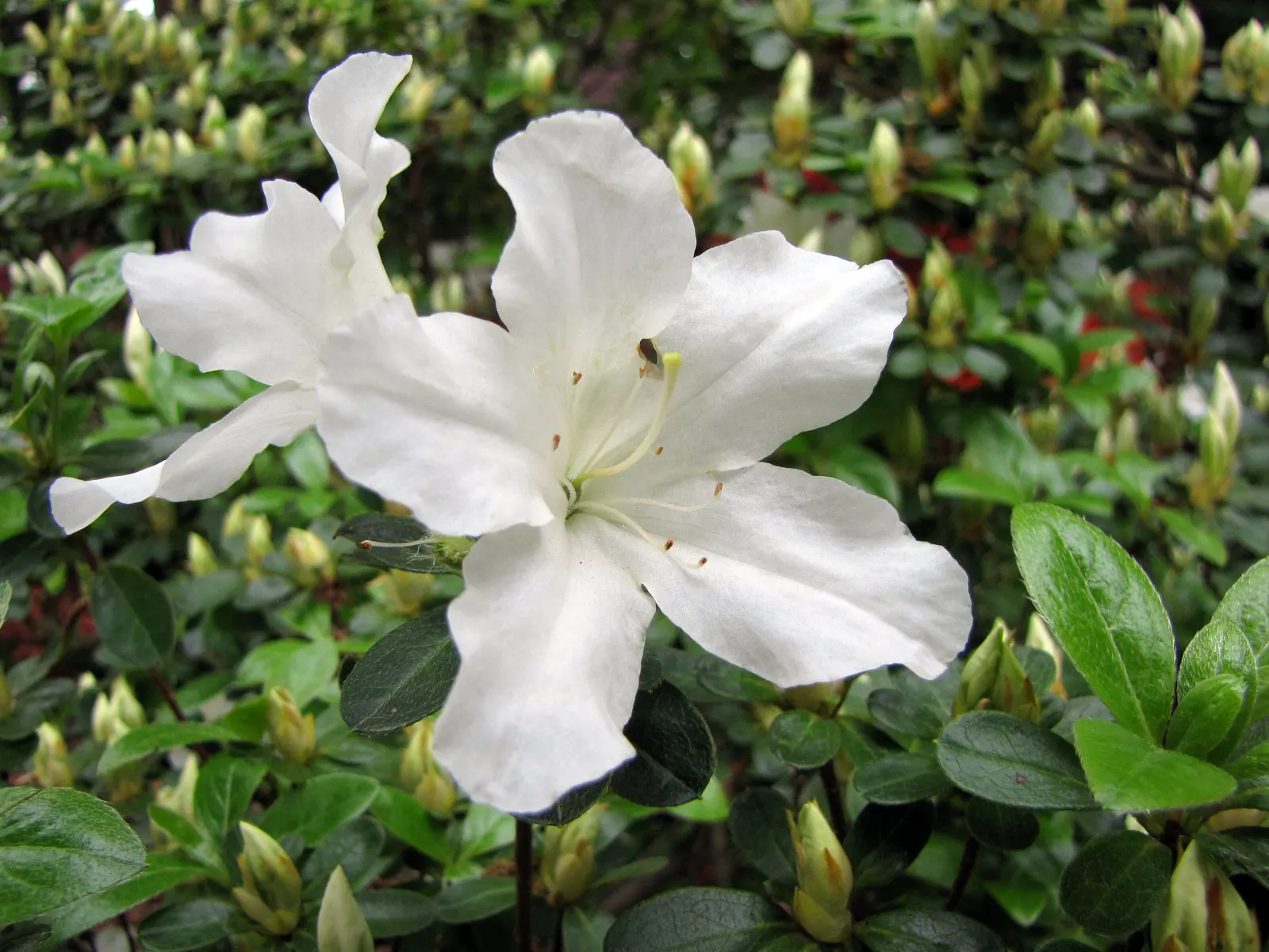 Glacier Azalea (Azalea 'Glacier') — The Azalea 'Glacier' is a stunning, cold-hardy evergreen shrub