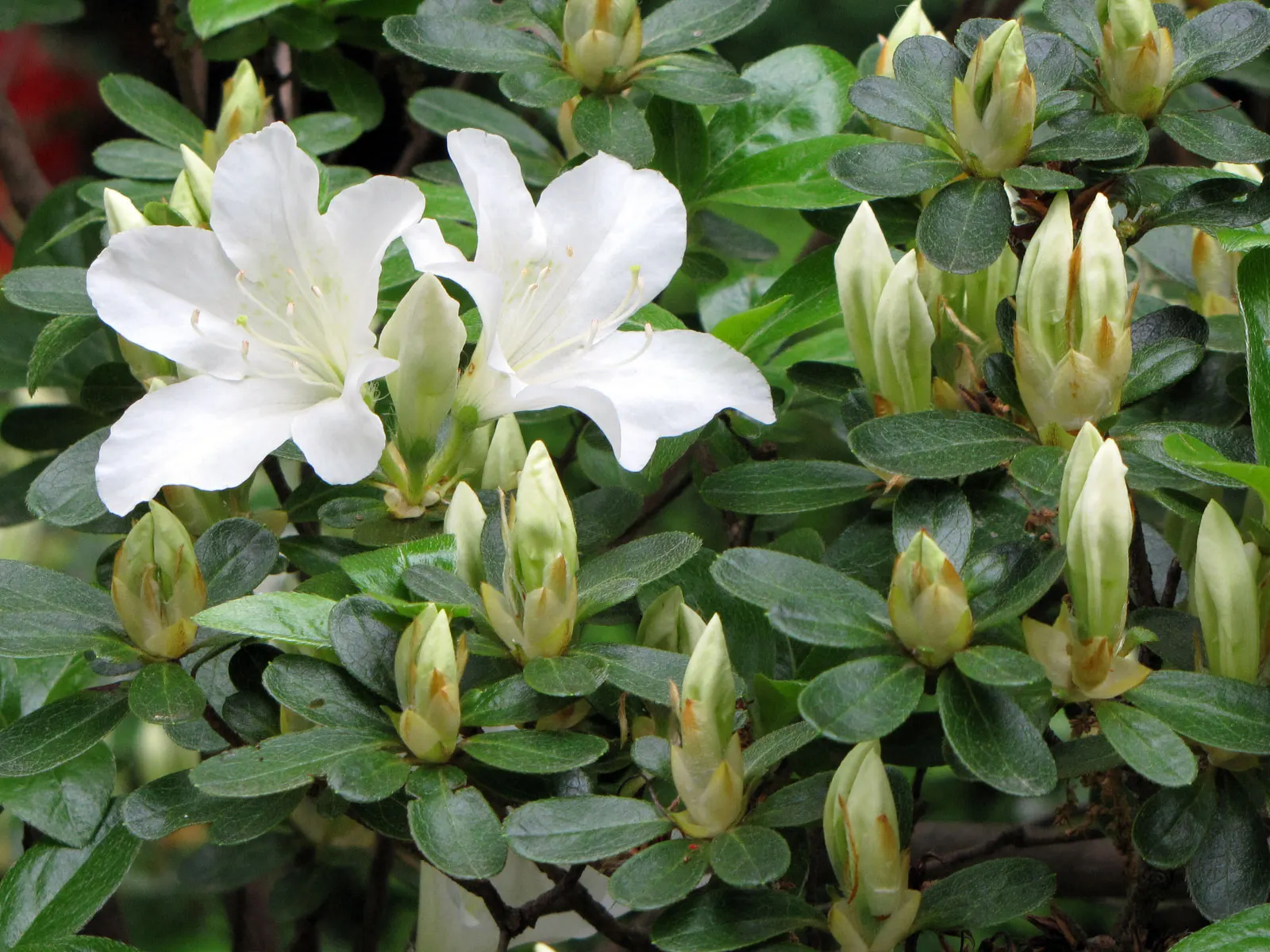Glacier Azalea (Azalea 'Glacier') — This cultivar typically reaches 4-6 feet in height and spreads 3-5 feet wide