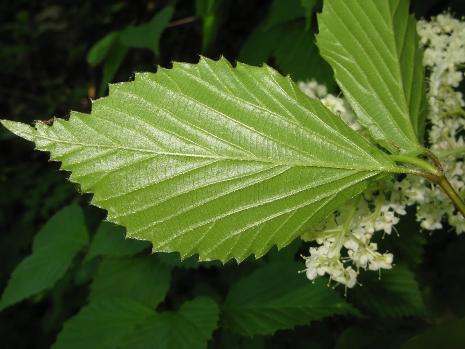 Japanese Viburnum (Viburnum Japonicum) — It is hardy in USDA zones 8 to 10
