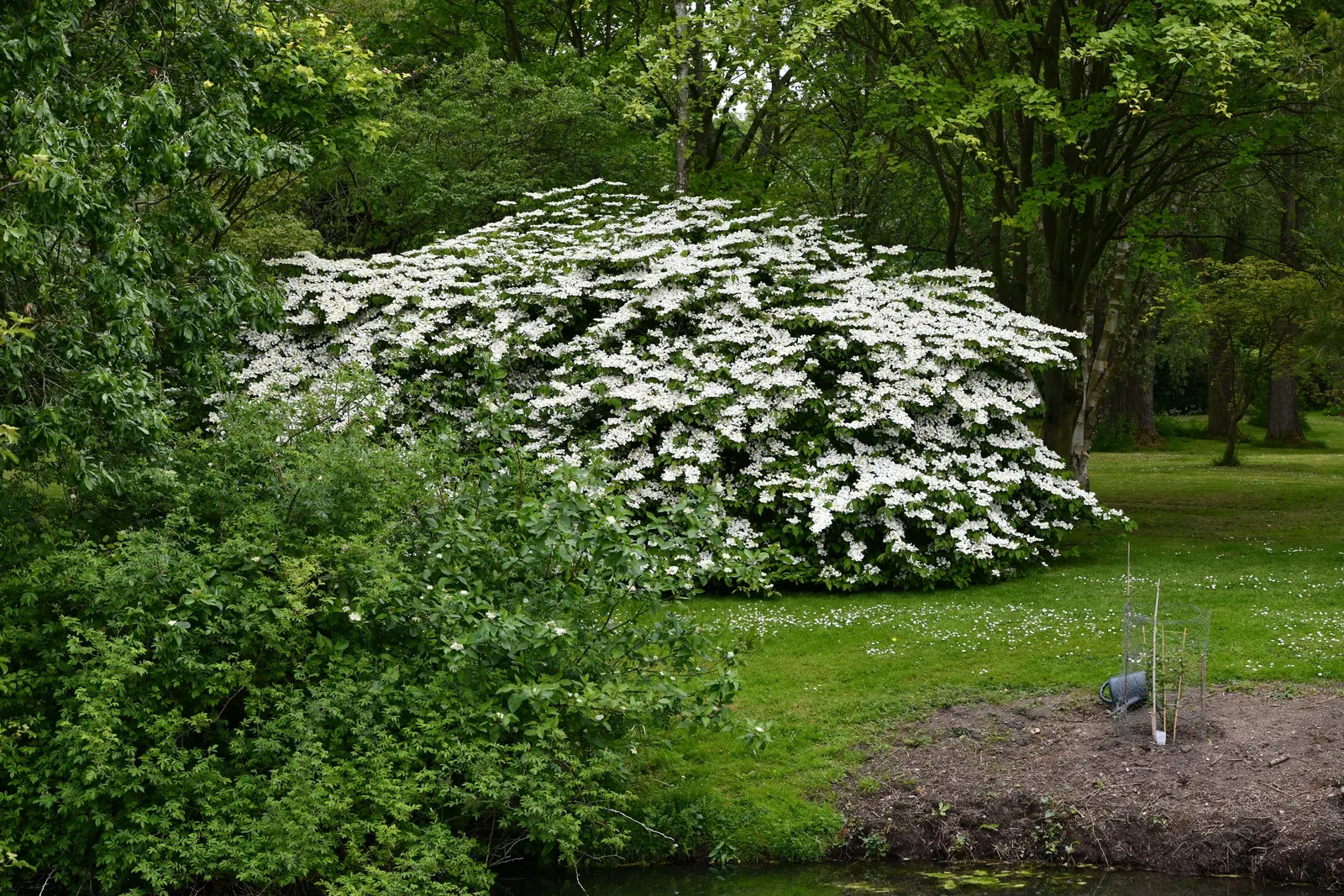 Japanese Viburnum (Viburnum Japonicum) — It typically reaches 4-6 feet in height and spreads 4-5 feet