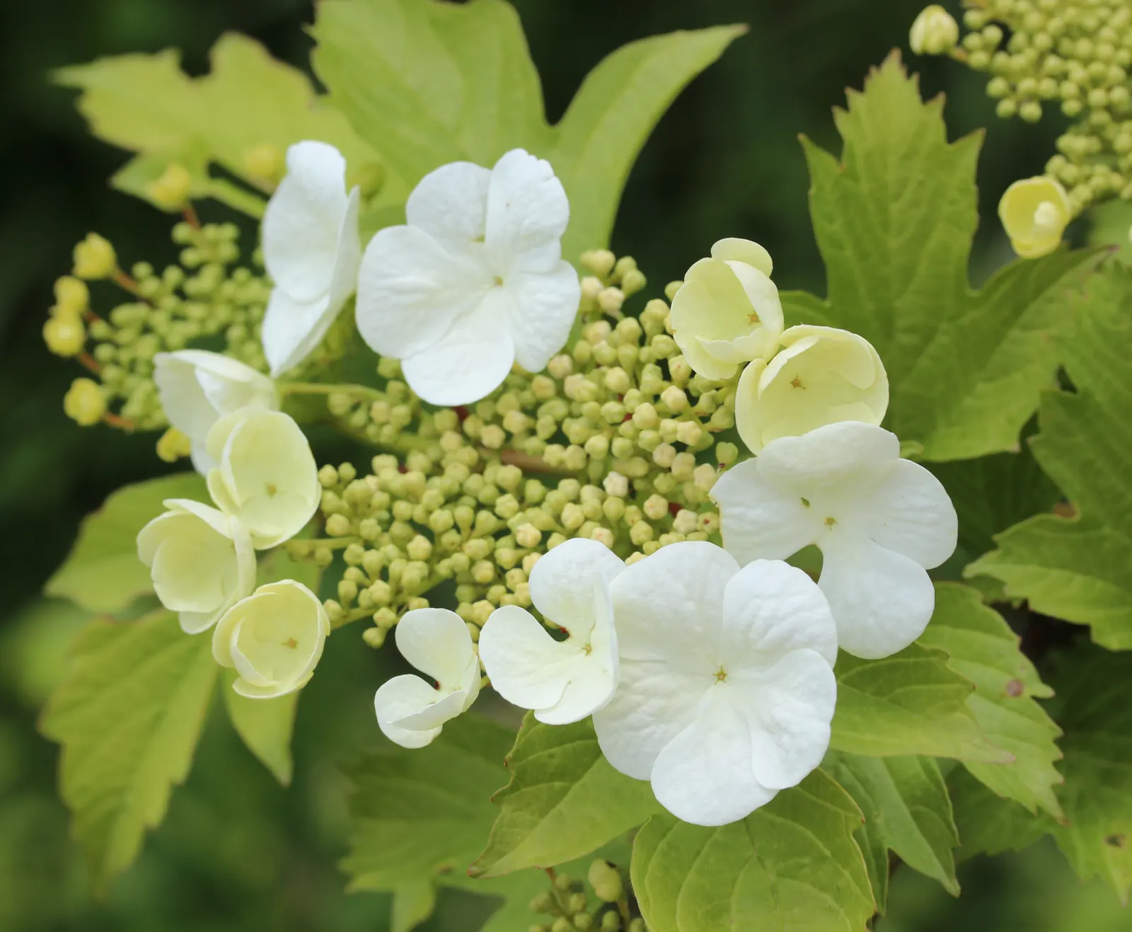Japanese Viburnum (Viburnum Japonicum) — enduring minor salt exposure and requiring moderate watering once established