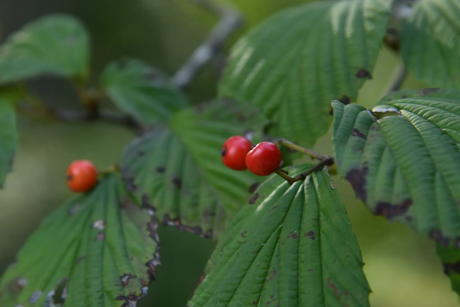 Japanese Viburnum (Viburnum Japonicum) — shrub for full or half or shade
