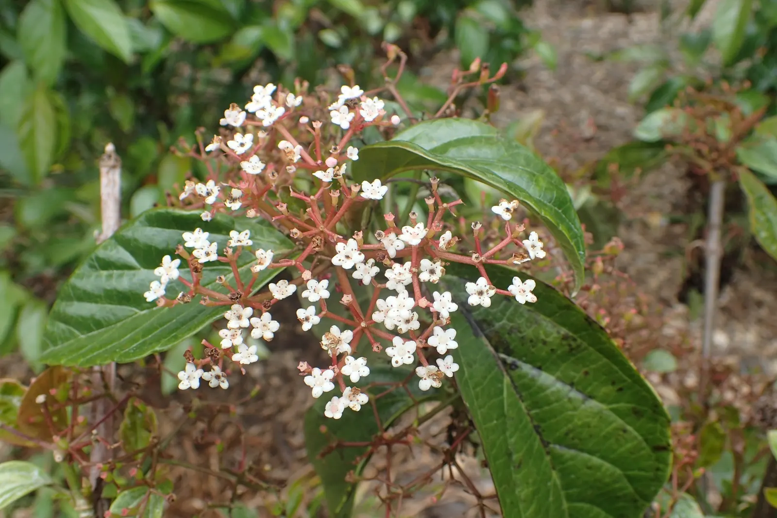 Japanese Viburnum (Viburnum Japonicum) — making it an excellent choice for foundation plantings; is an evergreen shrub featuring glossy