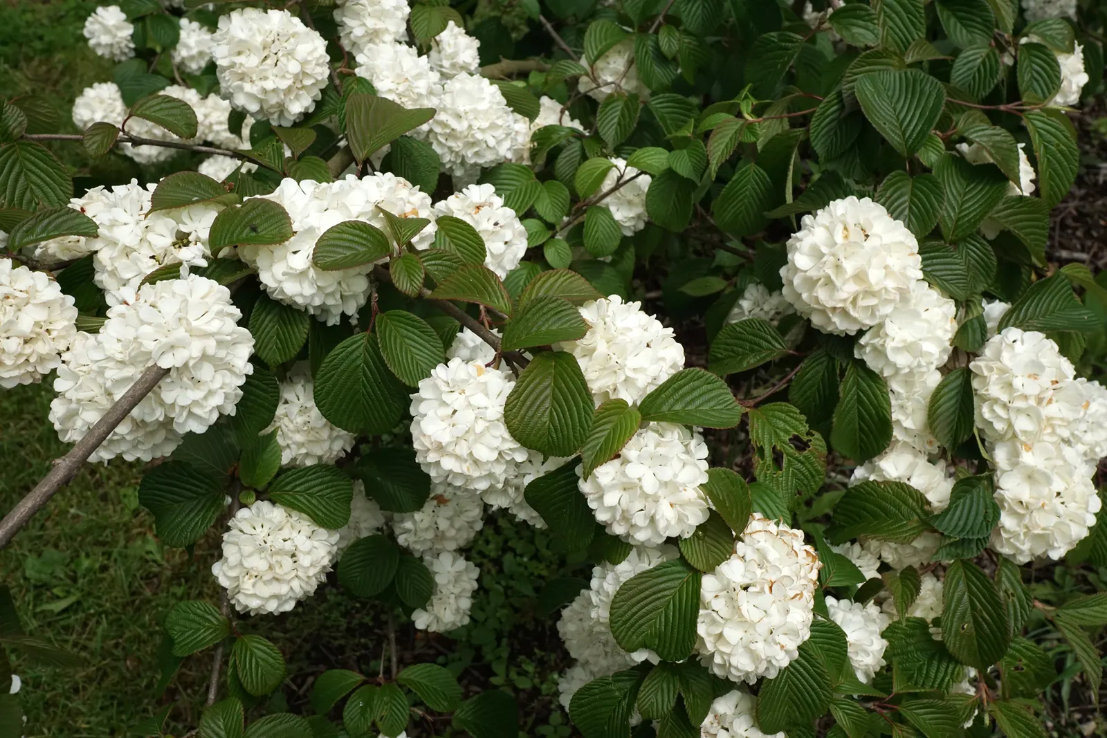Japanese Viburnum (Viburnum Japonicum) — is an evergreen shrub featuring glossy; this low-maintenance plant prefers partial shade to full sun and thrives in