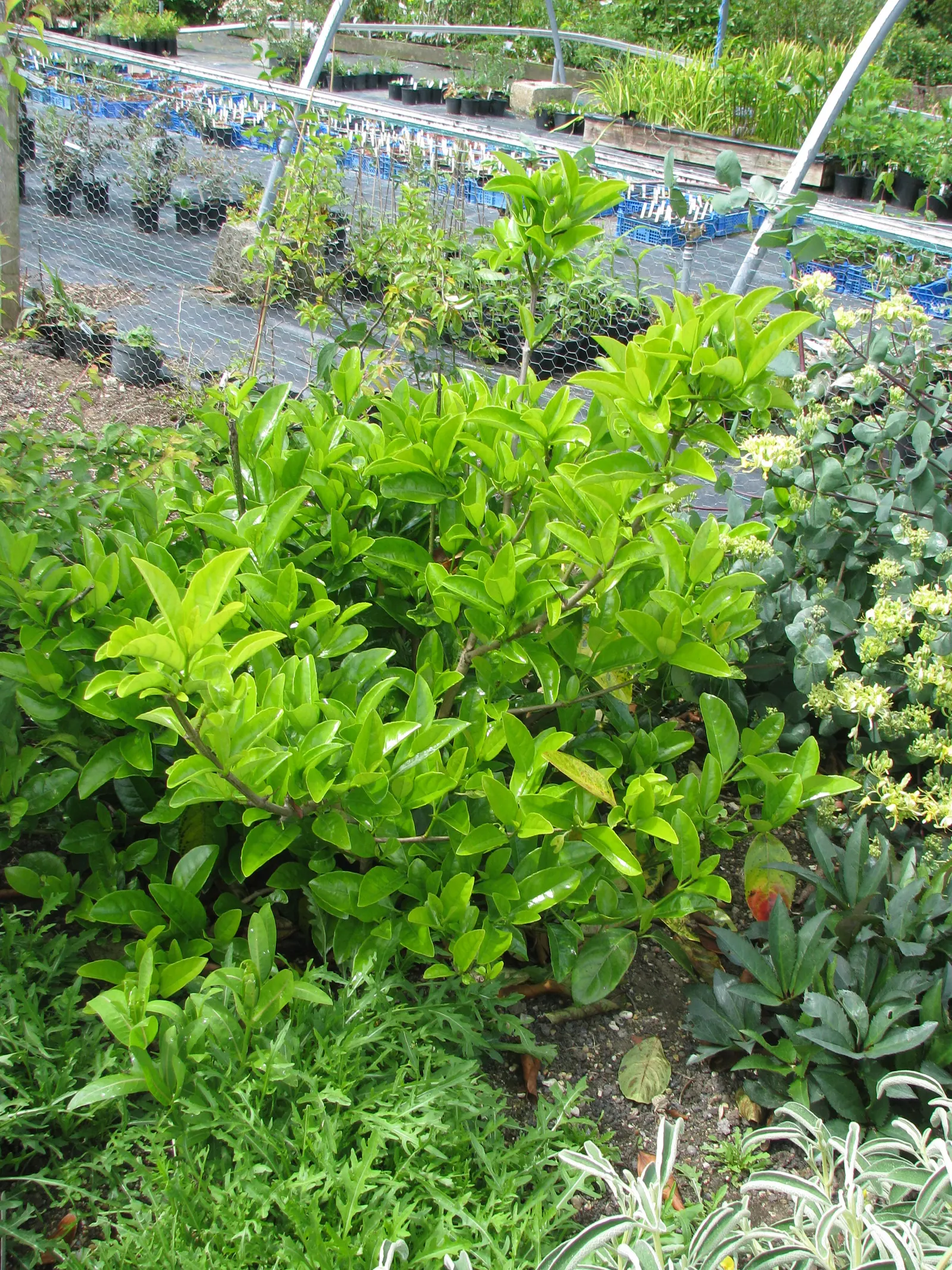 Japanese Viburnum (Viburnum Japonicum) — It bears white, fragrant flowers in late spring, which mature into ornamental black berries; by late summer to early