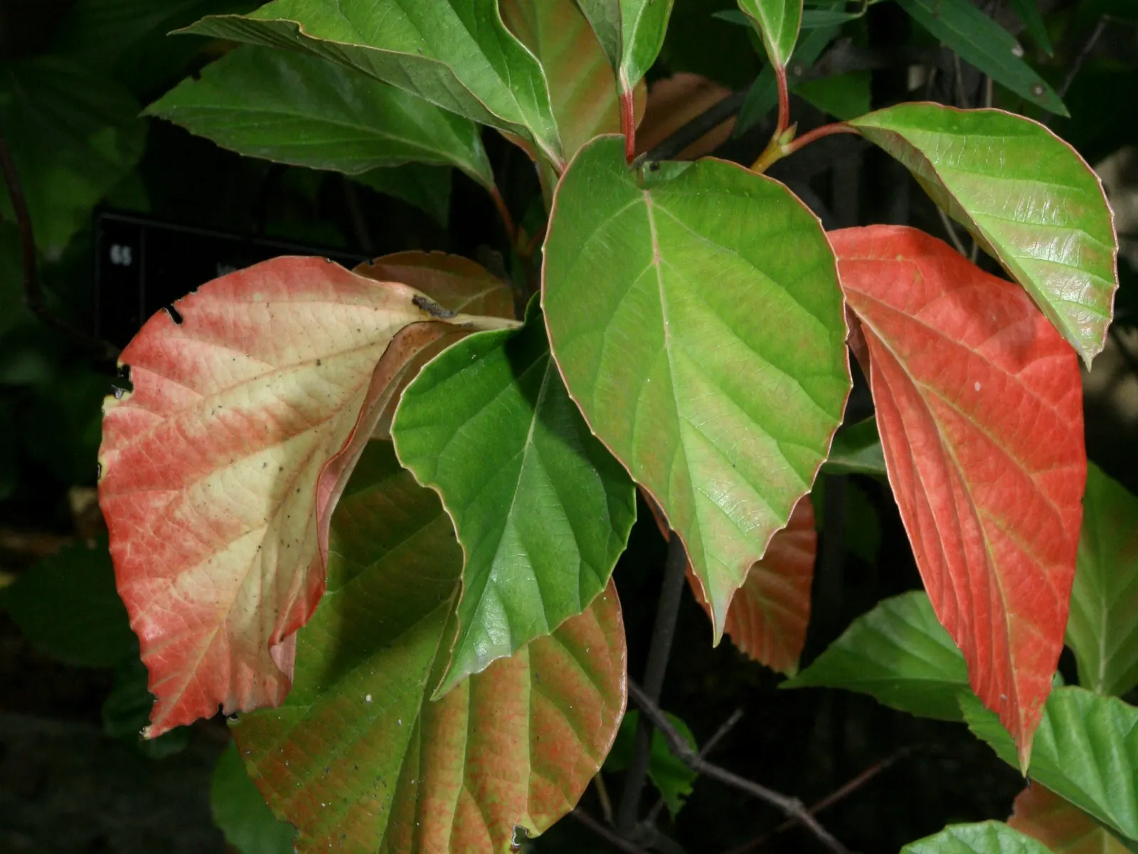 Japanese Viburnum (Viburnum Japonicum) — is an evergreen shrub featuring glossy; this low-maintenance plant prefers partial shade to full sun and, image 53