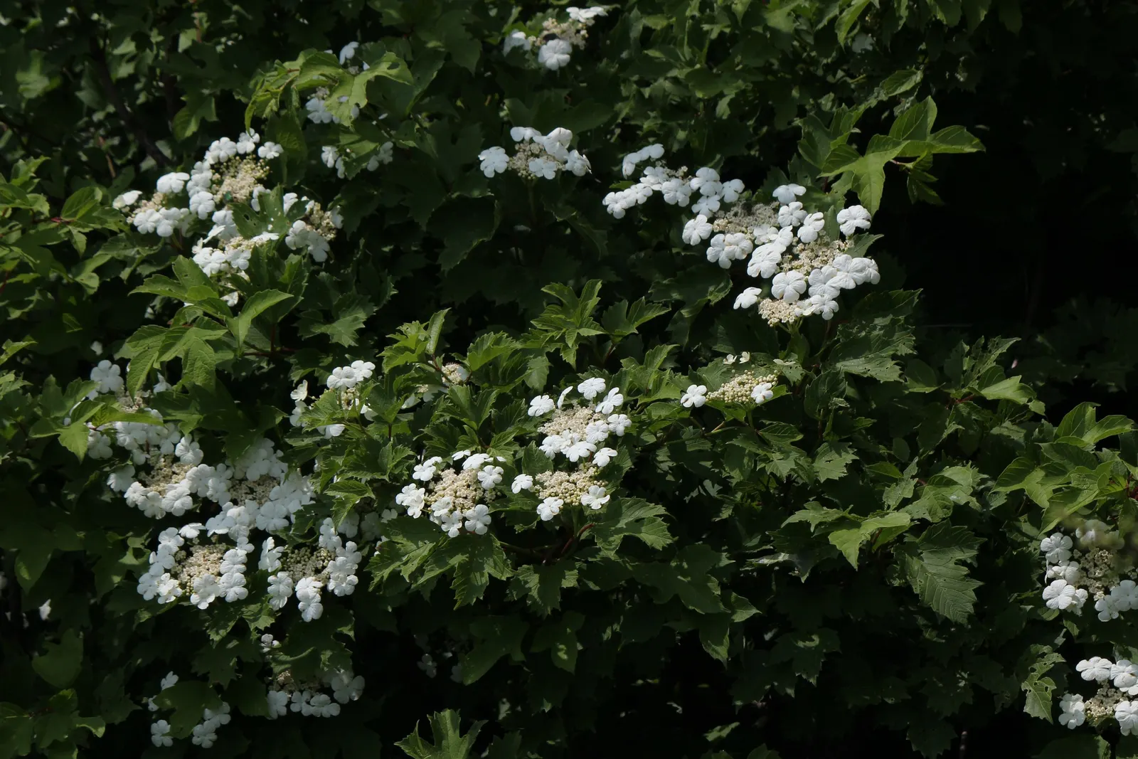Japanese Viburnum (Viburnum Japonicum) — This durable shrub remains relatively low-maintenance