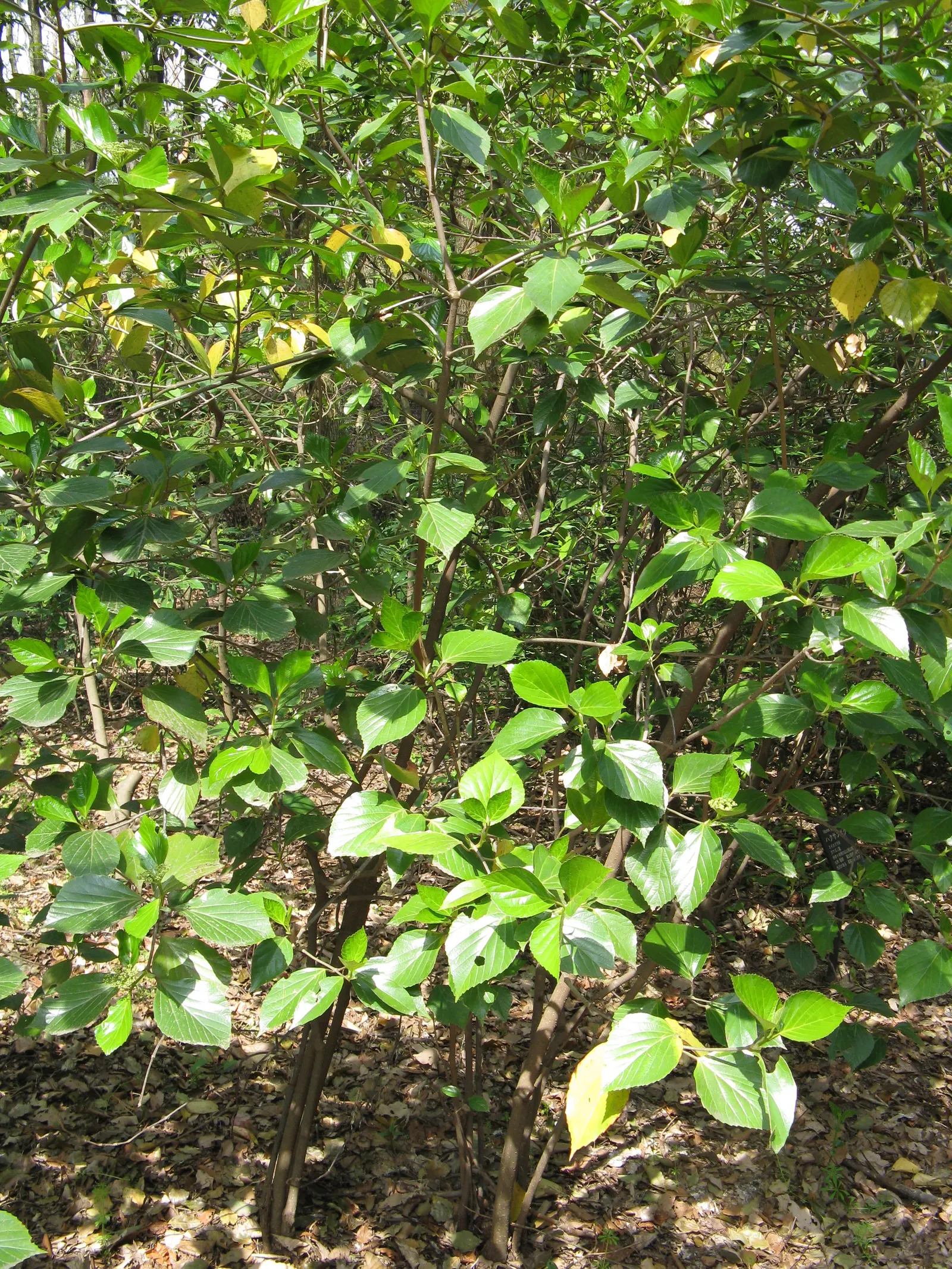 Japanese Viburnum (Viburnum Japonicum) — is an evergreen shrub that boasts a lush; it is hardy in USDA zones 8 to 10, image 59
