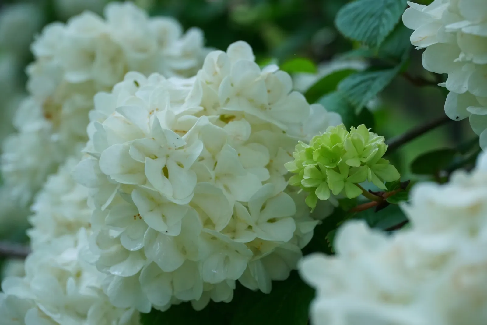 Japanese Viburnum (Viburnum Japonicum) — It bears white, fragrant flowers in late spring, which mature into ornamental black berries