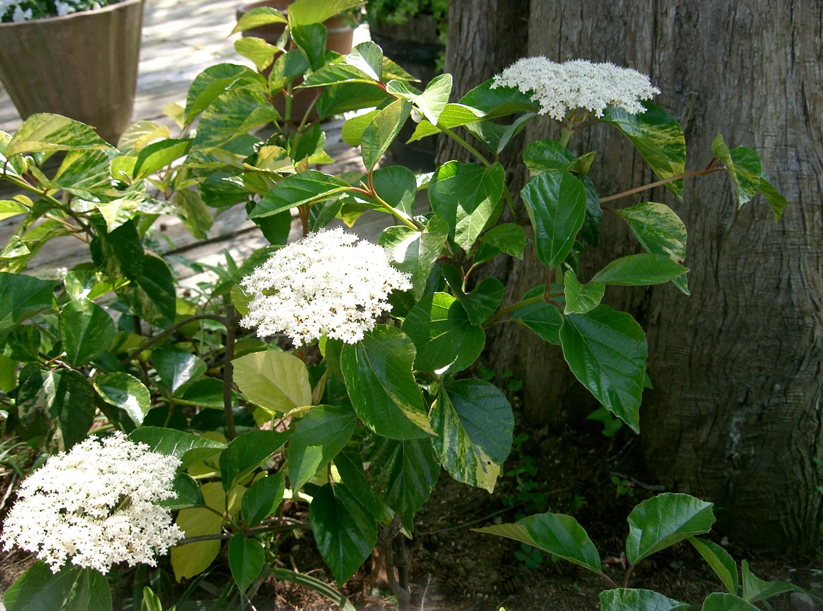 Japanese Viburnum (Viburnum Japonicum) — rounded shape.<br><br>Its foliage is a deep; this durable shrub remains relatively low-maintenance