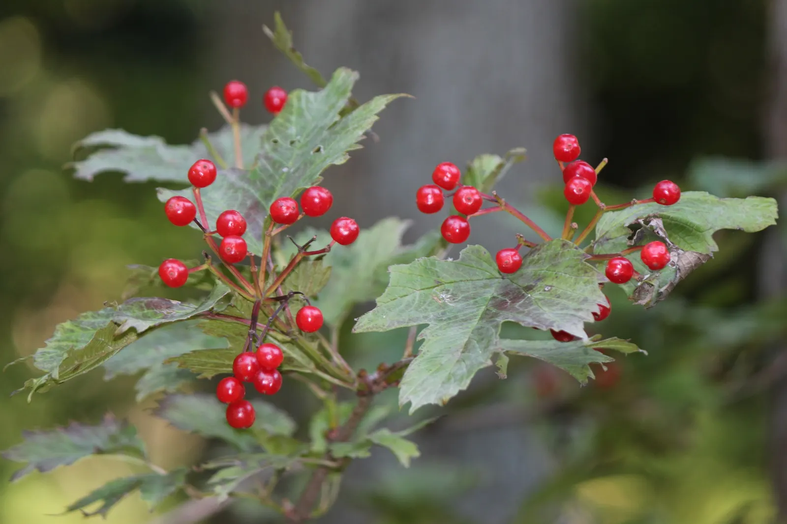 Japanese Viburnum (Viburnum Japonicum) — spanning 3 to 4 inches long