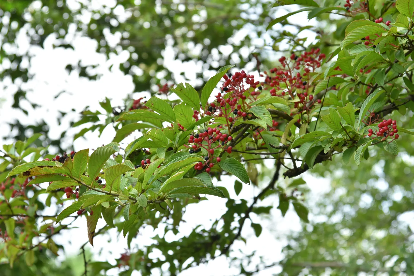 Japanese Viburnum (Viburnum Japonicum) — These fragrant blooms not only add aesthetic appeal but also attract pollinators to the garden; with leathery leaves