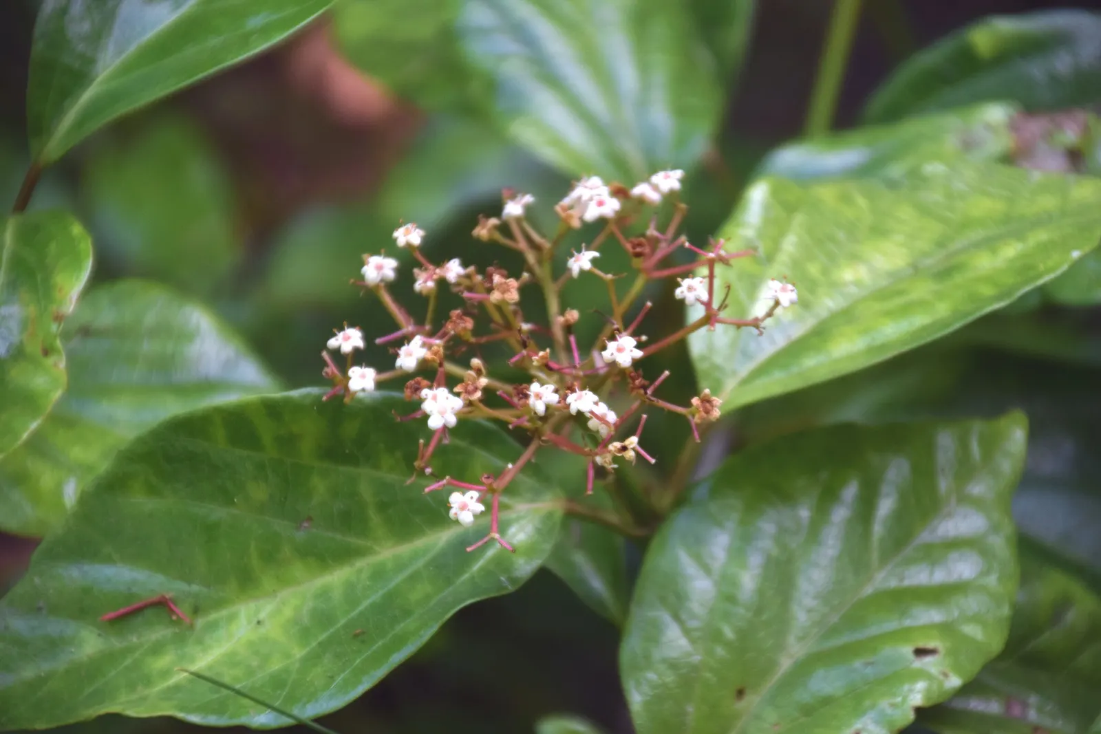 Japanese Viburnum (Viburnum Japonicum) — It typically reaches 4-6 feet in height and spreads 4-5 feet; ideal for hedges or foundation plantings in, image 57