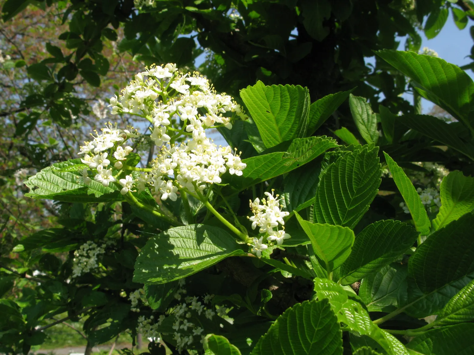 Japanese Viburnum (Viburnum Japonicum) — This low-maintenance plant prefers partial shade to full sun and thrives in well-drained soils; shrub with white blooms