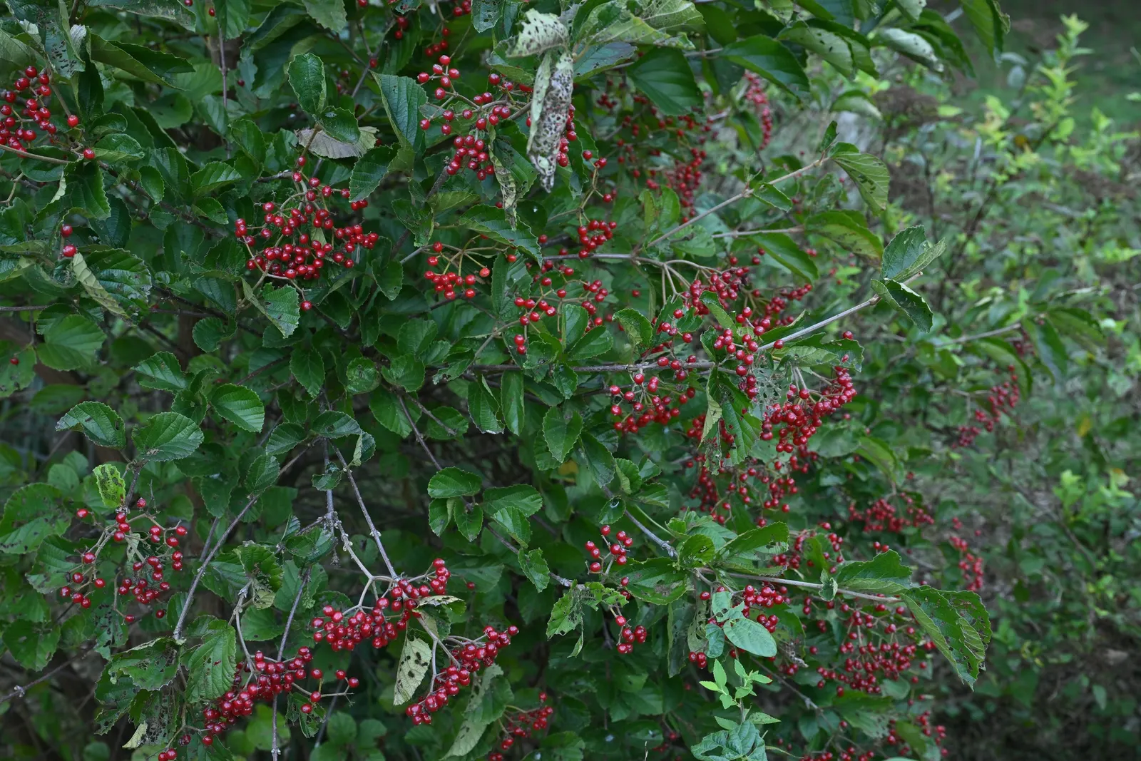 Japanese Viburnum (Viburnum Japonicum) — By late summer to early fall