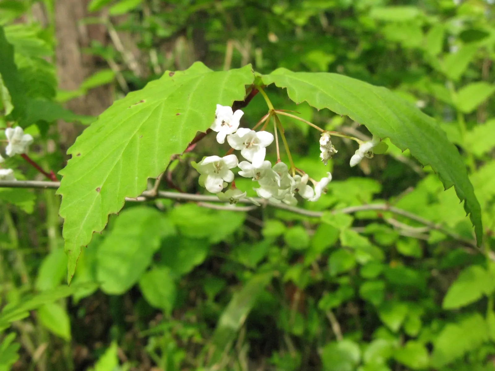 Japanese Viburnum (Viburnum Japonicum) — These leaves maintain their vibrant color year-round