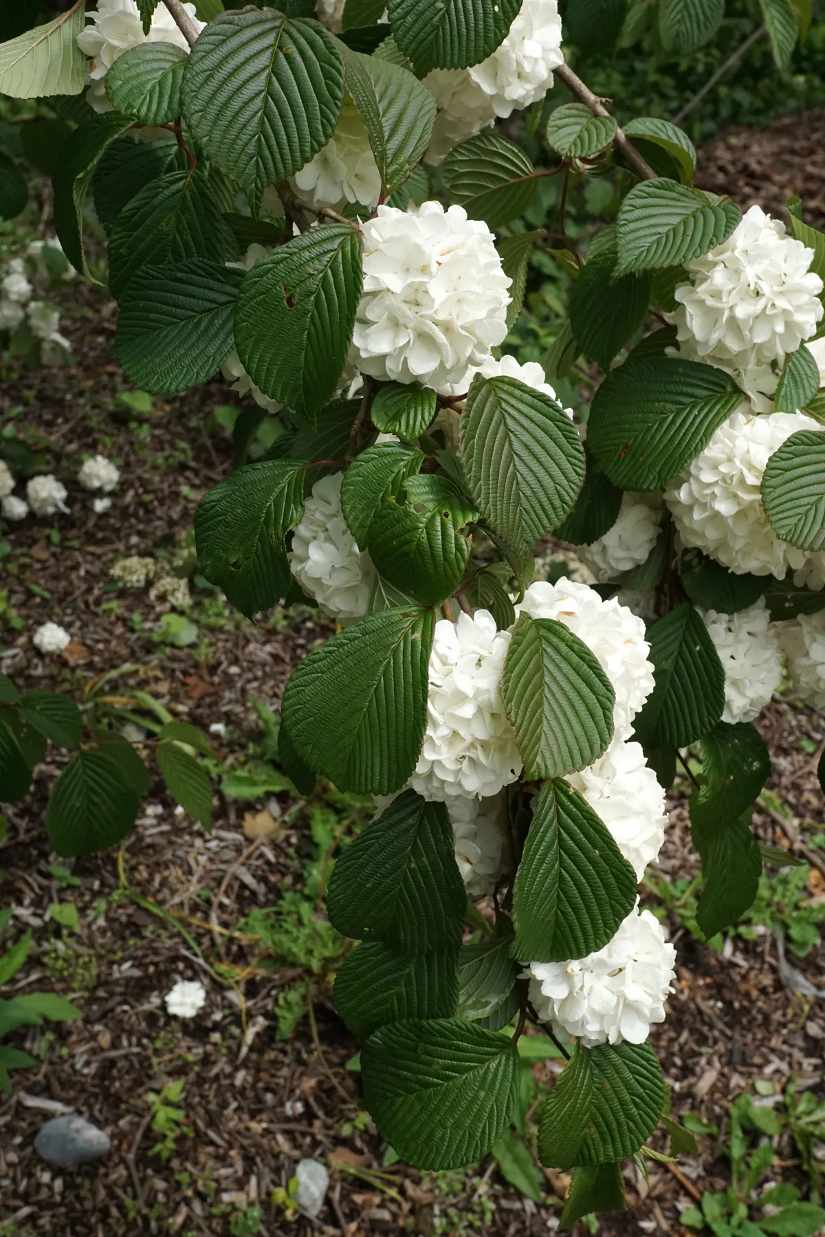 Japanese Viburnum (Viburnum Japonicum) — ideal for hedges or foundation plantings in hardiness zones 7-11