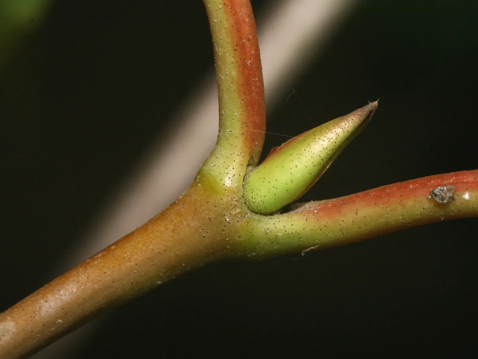 Japanese Viburnum (Viburnum Japonicum) — oval leaves that grow to around 3-8 inches long; rounded shape.<br><br>Its foliage is a deep, image 54