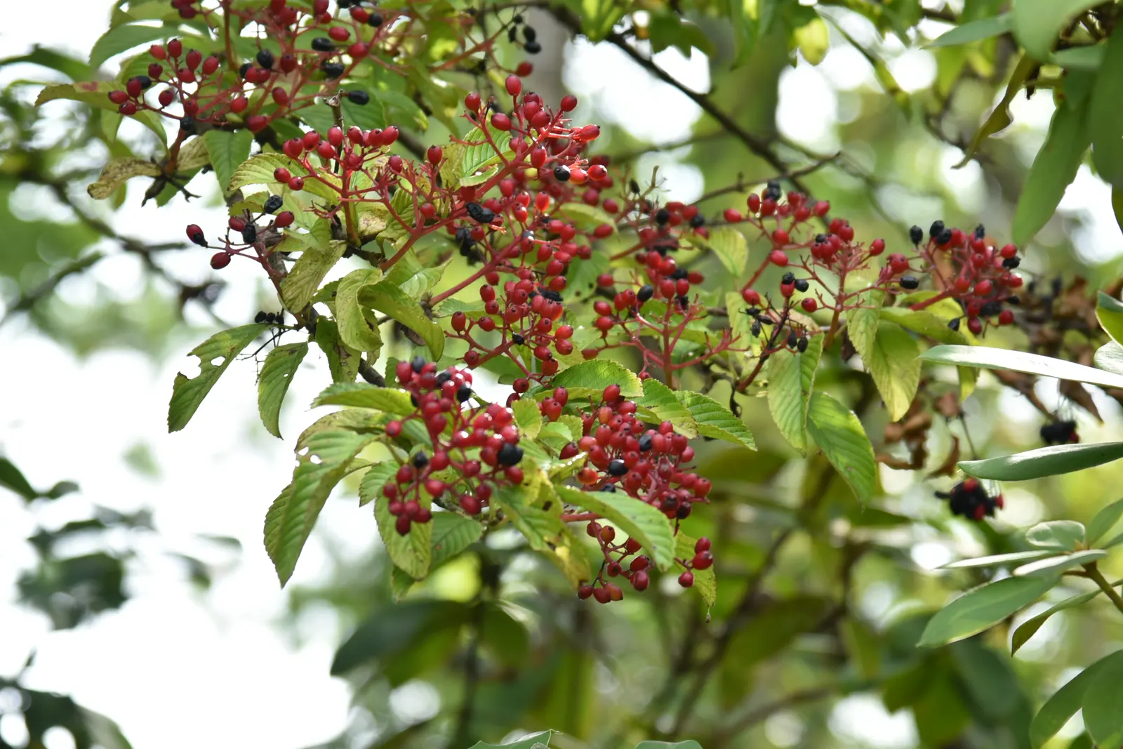Japanese Viburnum (Viburnum Japonicum) — enduring minor salt exposure and requiring moderate watering once established; these leaves maintain their vibrant