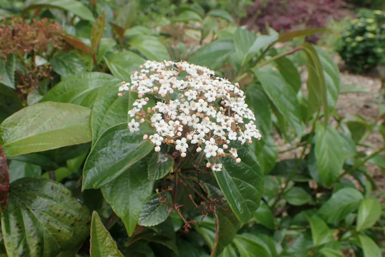 Japanese Viburnum (Viburnum Japonicum) — or as a stand-alone specimen; making it an excellent choice for foundation plantings