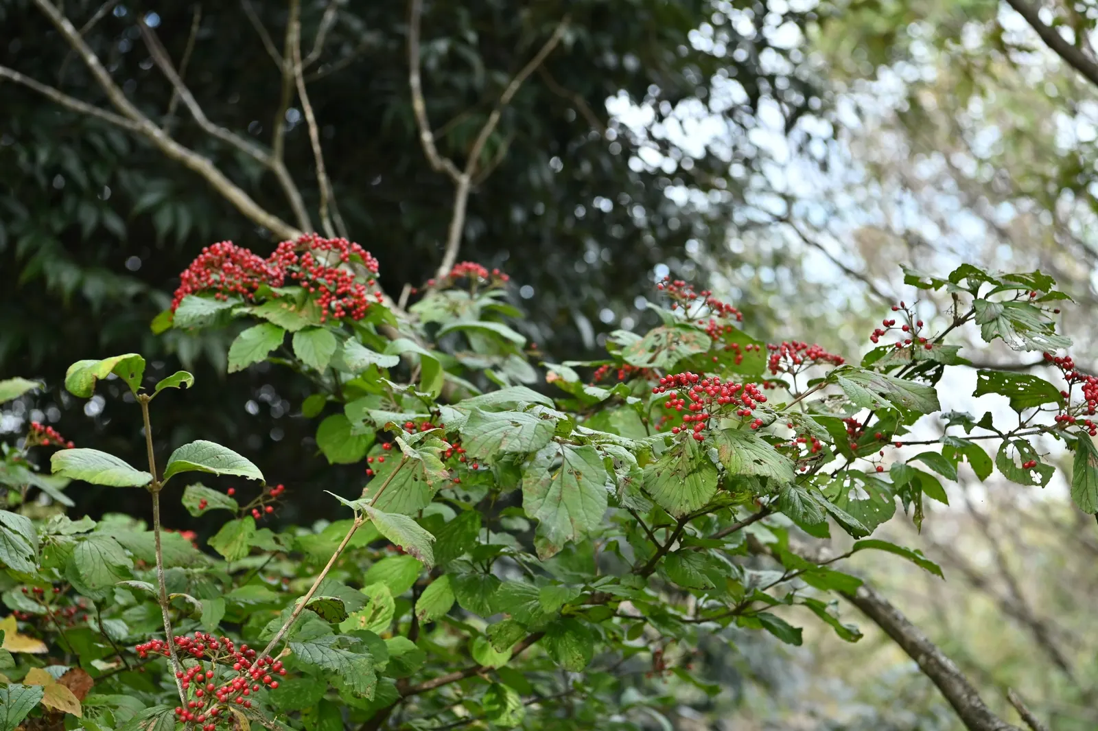 Japanese Viburnum (Viburnum Japonicum) — This durable shrub remains relatively low-maintenance; enduring minor salt exposure and requiring moderate watering